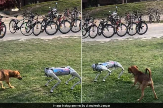 iit kanpur robotic dog