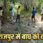 “कानपुर के महाराजपुर क्षेत्र में खेतों के पास बाघ दिखने के बाद ग्रामीणों में दहशत, वन विभाग सर्च ऑपरेशन चलाता हुआ”