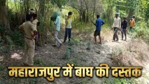 “कानपुर के महाराजपुर क्षेत्र में खेतों के पास बाघ दिखने के बाद ग्रामीणों में दहशत, वन विभाग सर्च ऑपरेशन चलाता हुआ”
