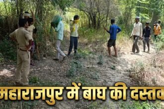 “कानपुर के महाराजपुर क्षेत्र में खेतों के पास बाघ दिखने के बाद ग्रामीणों में दहशत, वन विभाग सर्च ऑपरेशन चलाता हुआ”