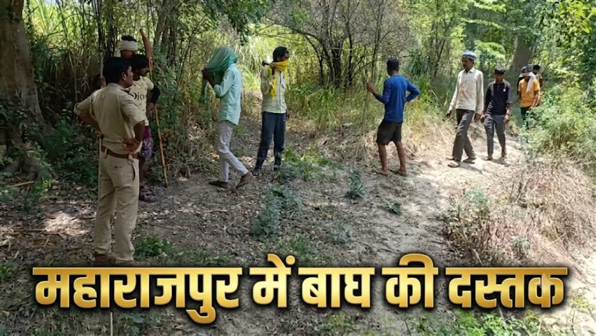 “कानपुर के महाराजपुर क्षेत्र में खेतों के पास बाघ दिखने के बाद ग्रामीणों में दहशत, वन विभाग सर्च ऑपरेशन चलाता हुआ”